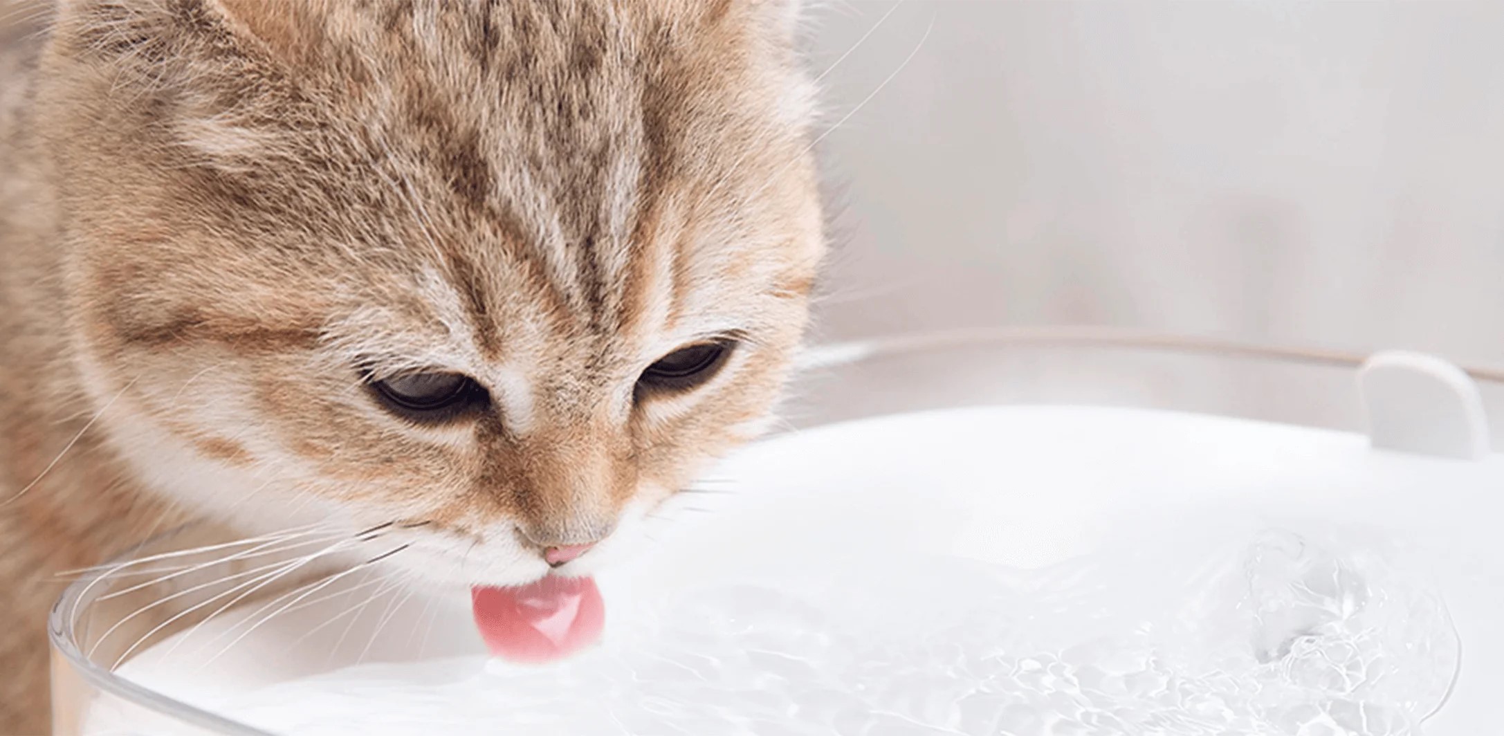 Smart Pet Fountain